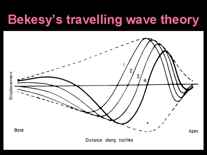 Bekesy’s travelling wave theory 