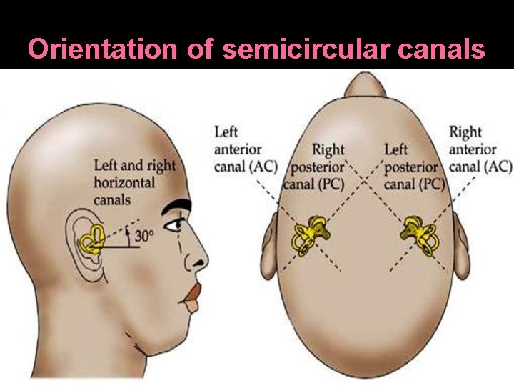 Orientation of semicircular canals 
