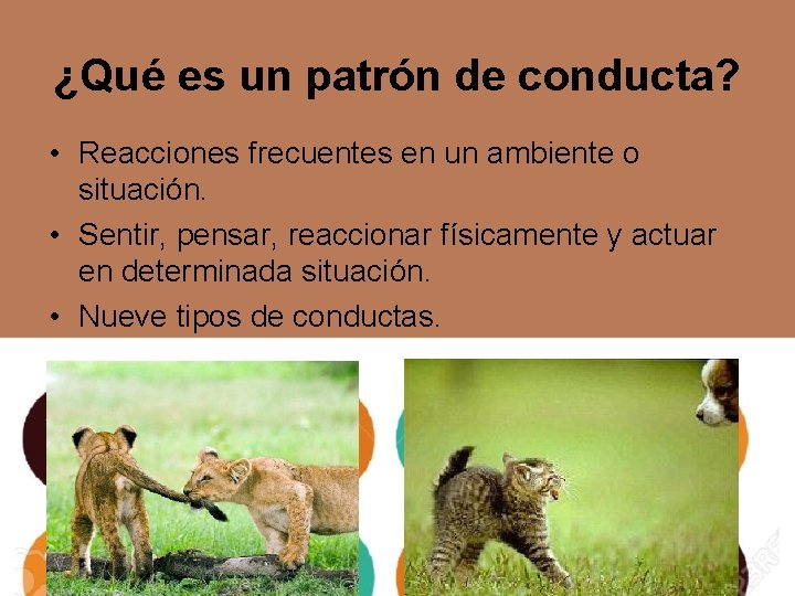 Patrones de Conducta Elaborada por Sadder Qu es