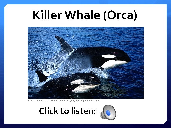 Killer Whale (Orca) Photo from: http: //marinebio. org/upload/_imgs/hickerphoto/orcas. jpg Click to listen: 