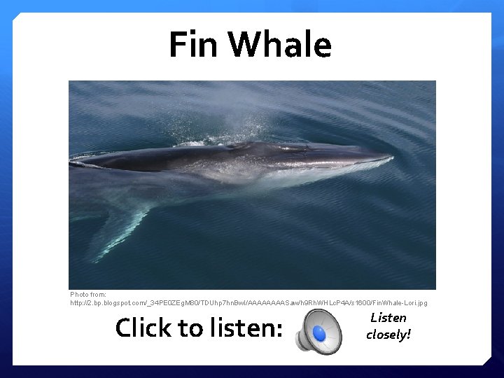 Fin Whale Photo from: http: //2. bp. blogspot. com/_34 PE 0 ZEg. M 80/TDUhp