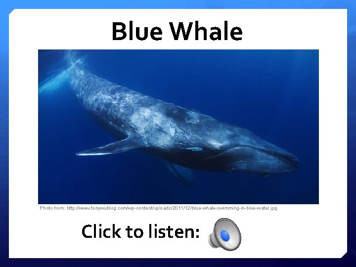 Blue Whale Photo from: http: //www. tonywublog. com/wp-content/uploads/2011/12/blue-whale-swimming-in-blue-water. jpg Click to listen: 