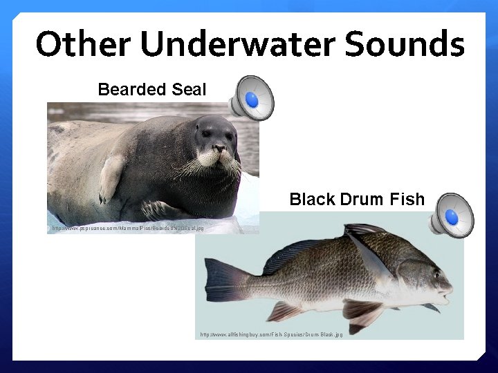Other Underwater Sounds Bearded Seal Black Drum Fish http: //www. pspruance. com/Mammal. Pics/Bearded%20 Seal.