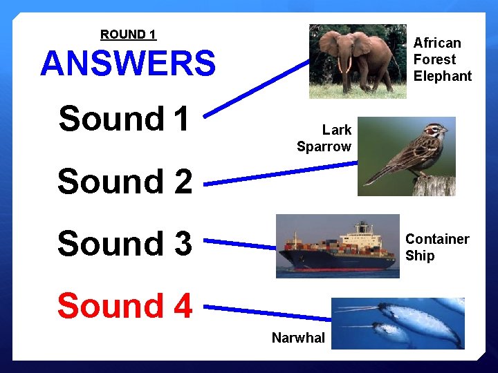 ROUND 1 African Forest Elephant ANSWERS Sound 1 Lark Sparrow Sound 2 Sound 3