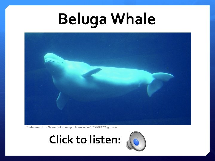 Beluga Whale Photo from: http: //www. flickr. com/photos/rkeefer/163979202/lightbox/ Click to listen: 