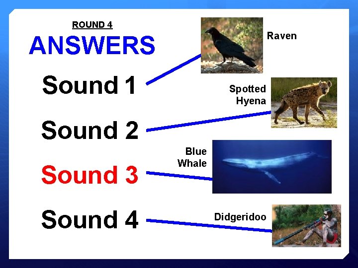ROUND 4 Raven ANSWERS Sound 1 Spotted Hyena Sound 2 Sound 3 Sound 4