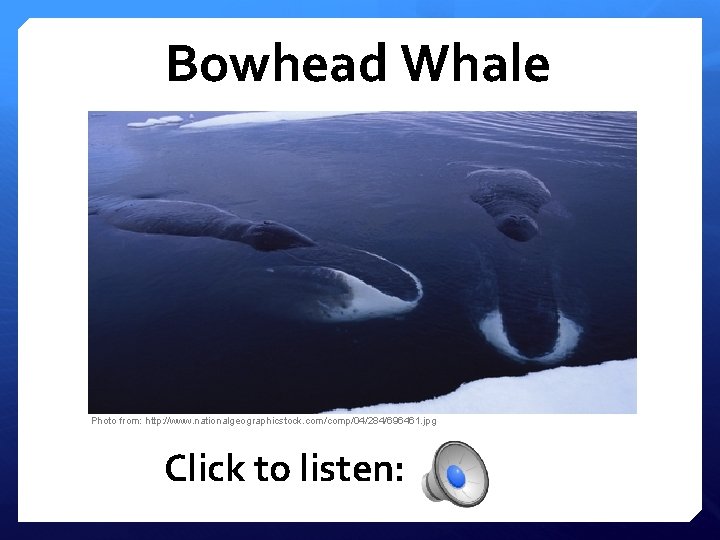 Bowhead Whale Photo from: http: //www. nationalgeographicstock. com/comp/04/284/696461. jpg Click to listen: 