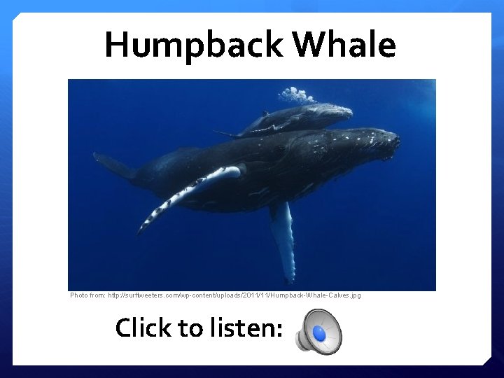 Humpback Whale Photo from: http: //surftweeters. com/wp-content/uploads/2011/11/Humpback-Whale-Calves. jpg Click to listen: 