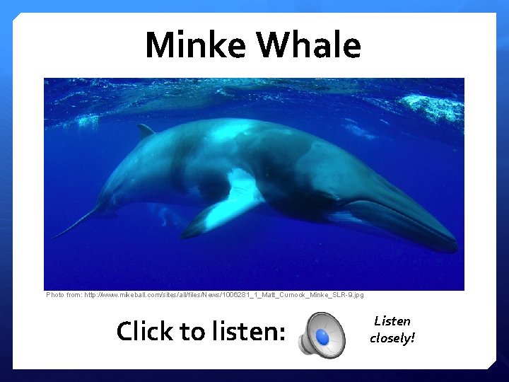 Minke Whale Photo from: http: //www. mikeball. com/sites/all/files/News/1006281_1_Matt_Curnock_Minke_SLR-9. jpg Click to listen: Listen closely!