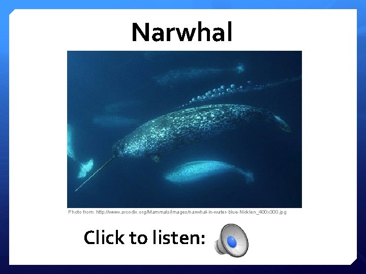 Narwhal Photo from: http: //www. arcodiv. org/Mammals/images/narwhal-in-water-blue-Nicklen_400 x 300. jpg Click to listen: 