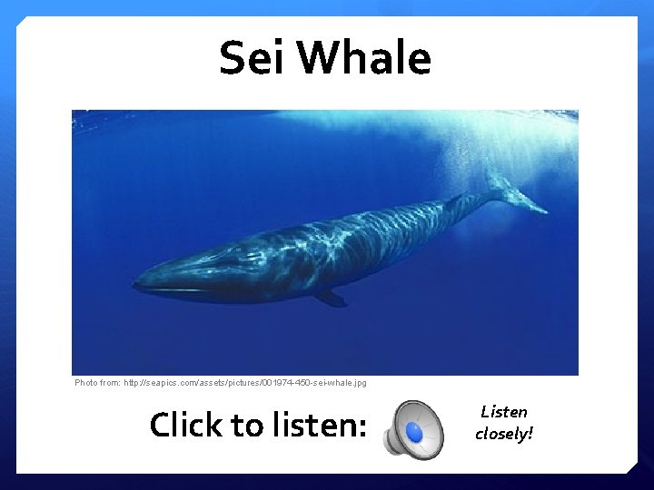 Sei Whale Photo from: http: //seapics. com/assets/pictures/001974 -450 -sei-whale. jpg Click to listen: Listen