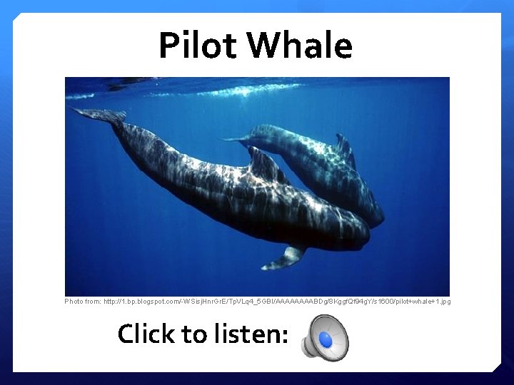 Pilot Whale Photo from: http: //1. bp. blogspot. com/-WSisj. Hnr. Gr. E/Tp. VLq 4_5