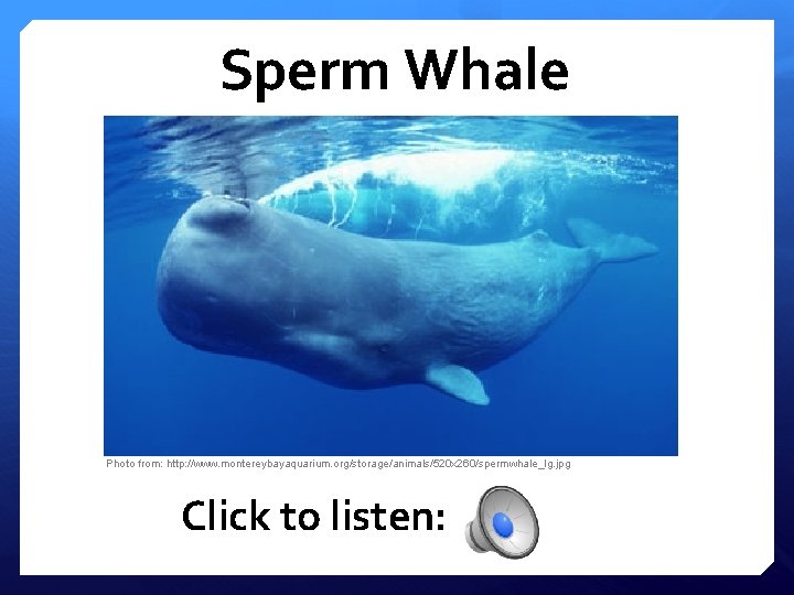 Sperm Whale Photo from: http: //www. montereybayaquarium. org/storage/animals/520 x 260/spermwhale_lg. jpg Click to listen: