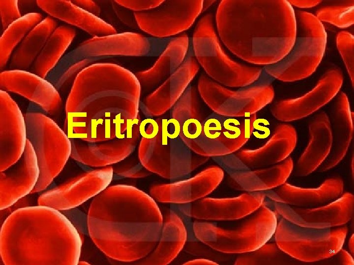 Eritropoesis 34 