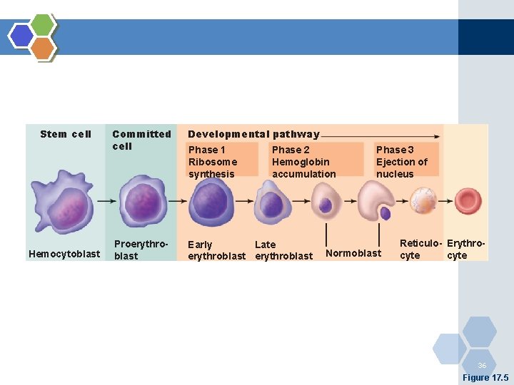 Stem cell Hemocytoblast Committed cell Developmental pathway Proerythroblast Early Late erythroblast Phase 1 Ribosome