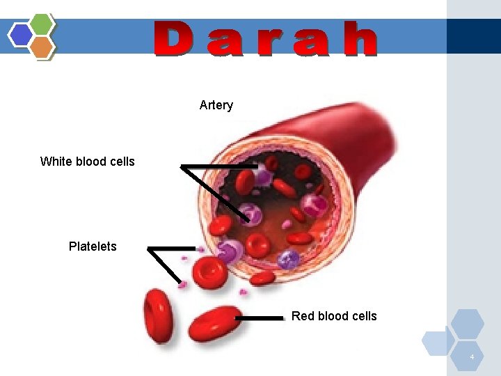 Artery White blood cells Platelets Red blood cells 4 