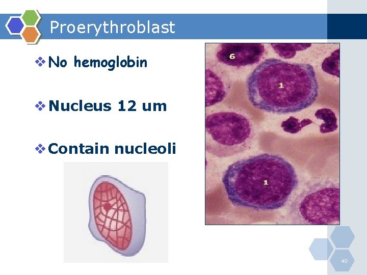 Proerythroblast v No hemoglobin v Nucleus 12 um v Contain nucleoli 40 