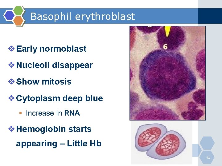 Basophil erythroblast v Early normoblast v Nucleoli disappear v Show mitosis v Cytoplasm deep