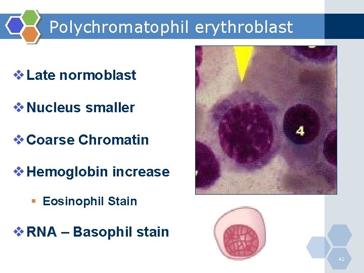 Polychromatophil erythroblast v Late normoblast v Nucleus smaller v Coarse Chromatin v Hemoglobin increase