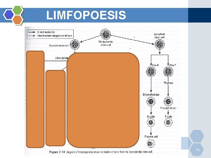 LIMFOPOESIS 53 