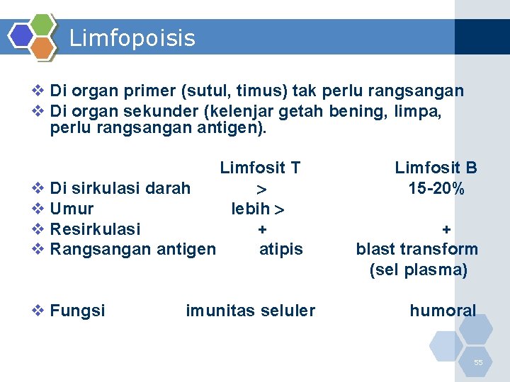 Limfopoisis v Di organ primer (sutul, timus) tak perlu rangsangan v Di organ sekunder