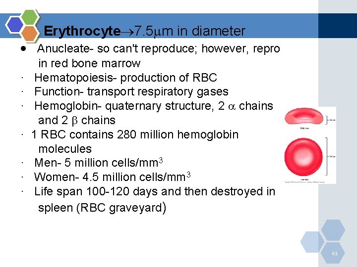 Erythrocyte 7. 5 m in diameter · Anucleate- so can't reproduce; however, repro ·