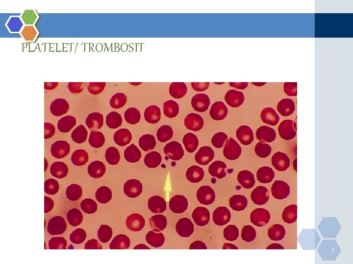 PLATELET/ TROMBOSIT 7 