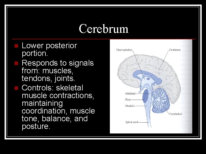 Cerebrum n n n Lower posterior portion. Responds to signals from: muscles, tendons, joints.