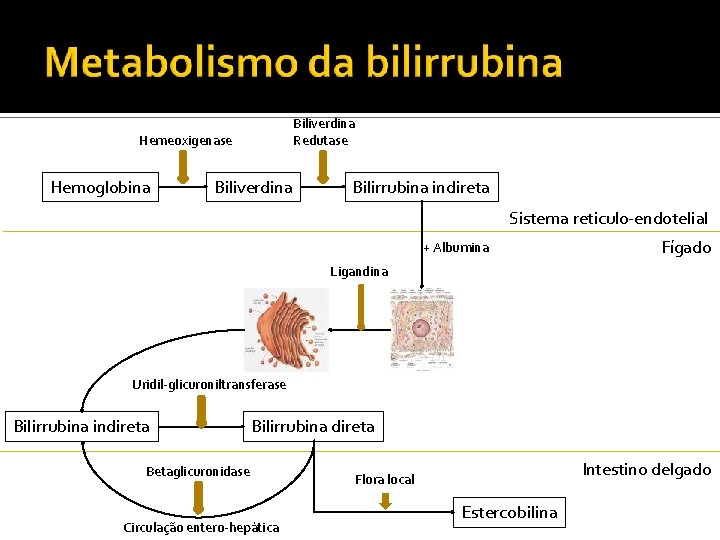 Biliverdina Redutase Hemeoxigenase Hemoglobina Biliverdina Bilirrubina indireta Sistema reticul 0 -endotelial + Albumina Fígado