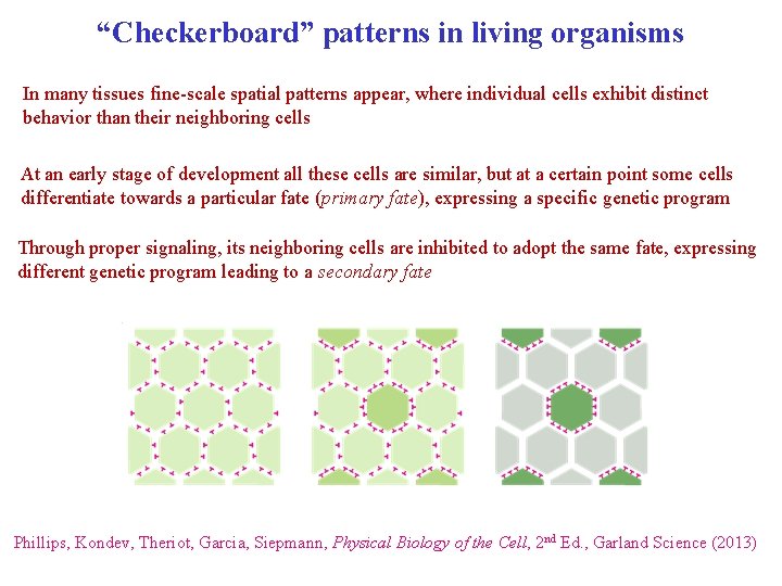 “Checkerboard” patterns in living organisms In many tissues fine-scale spatial patterns appear, where individual