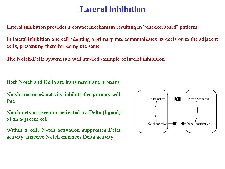 Lateral inhibition provides a contact mechanism resulting in “checkerboard” patterns In lateral inhibition one