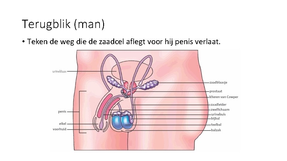 Terugblik (man) • Teken de weg die de zaadcel aflegt voor hij penis verlaat.