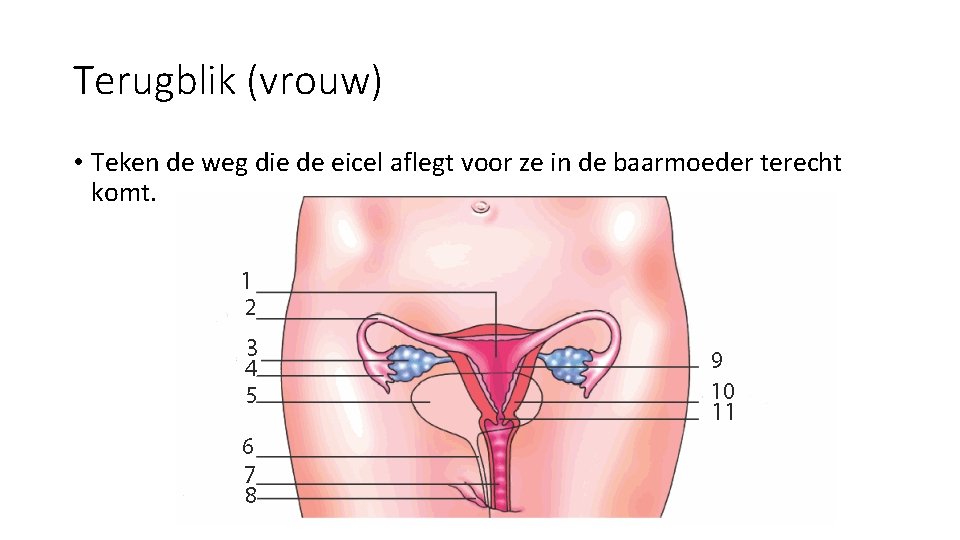 Terugblik (vrouw) • Teken de weg die de eicel aflegt voor ze in de