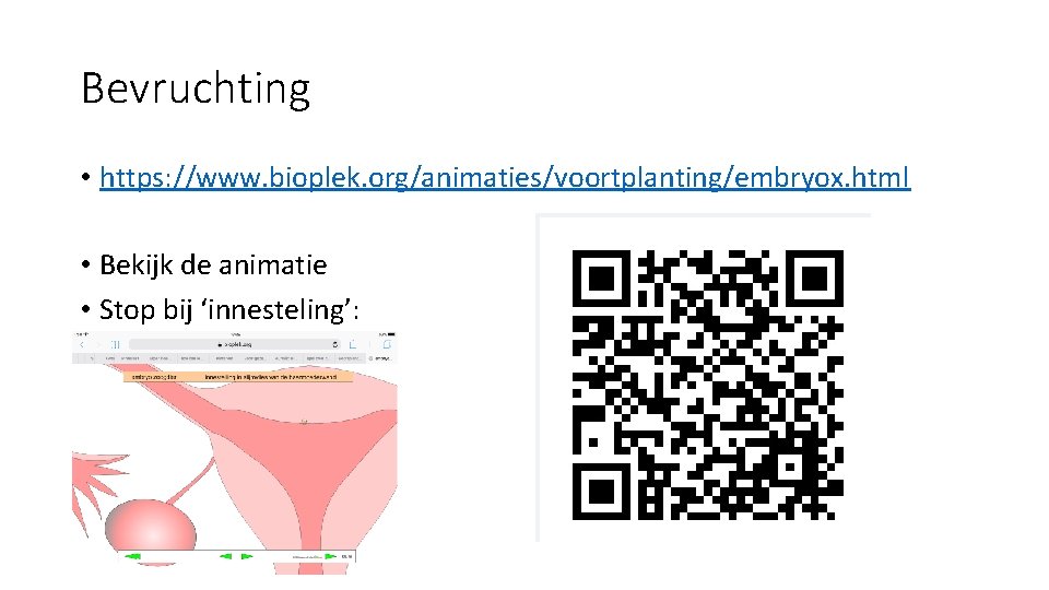 Bevruchting • https: //www. bioplek. org/animaties/voortplanting/embryox. html • Bekijk de animatie • Stop bij
