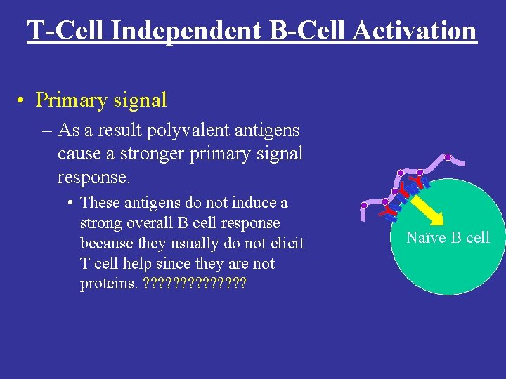 T-Cell Independent B-Cell Activation • Primary signal – As a result polyvalent antigens cause