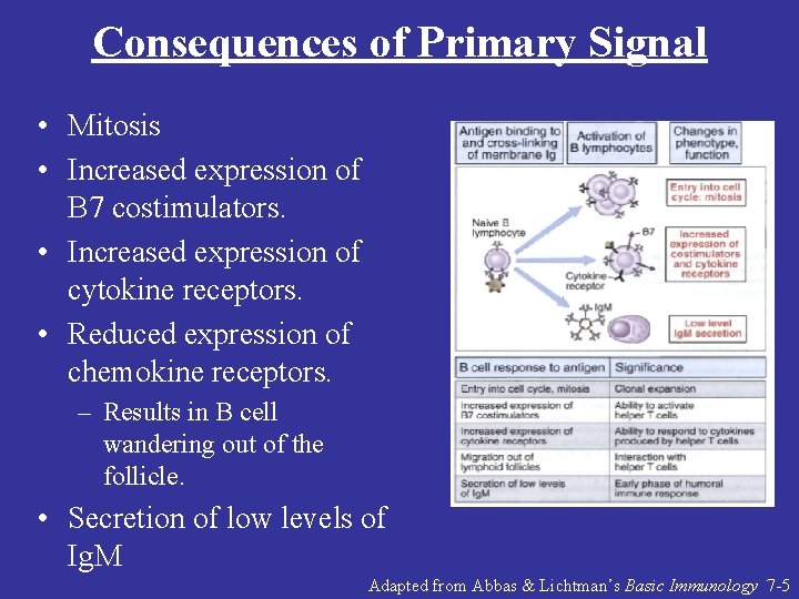 Consequences of Primary Signal • Mitosis • Increased expression of B 7 costimulators. •