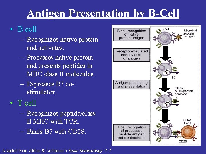 Antigen Presentation by B-Cell • B cell – Recognizes native protein and activates. –