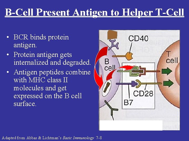 B-Cell Present Antigen to Helper T-Cell • BCR binds protein antigen. • Protein antigen