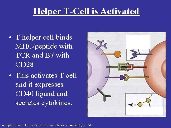 Helper T-Cell is Activated • T helper cell binds MHC/peptide with TCR and B