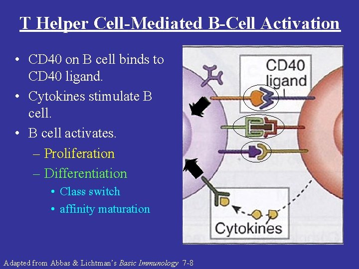 T Helper Cell-Mediated B-Cell Activation • CD 40 on B cell binds to CD