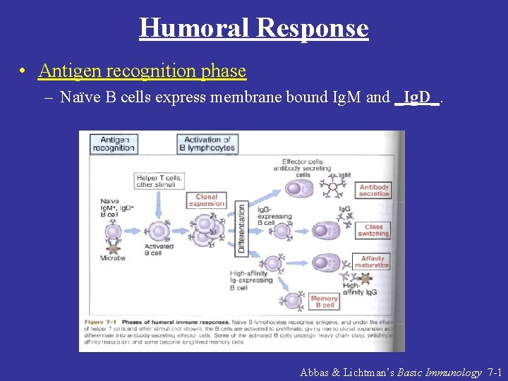 Humoral Response • Antigen recognition phase – Naïve B cells express membrane bound Ig.