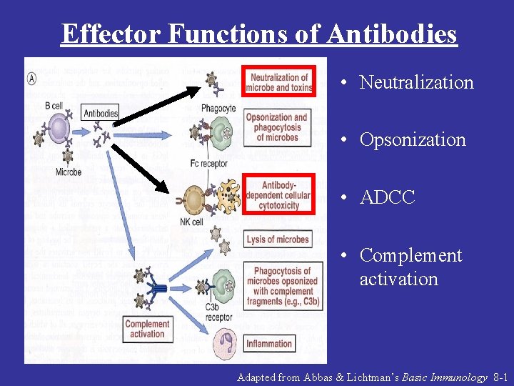 Effector Functions of Antibodies • Neutralization • Opsonization • ADCC • Complement activation Adapted