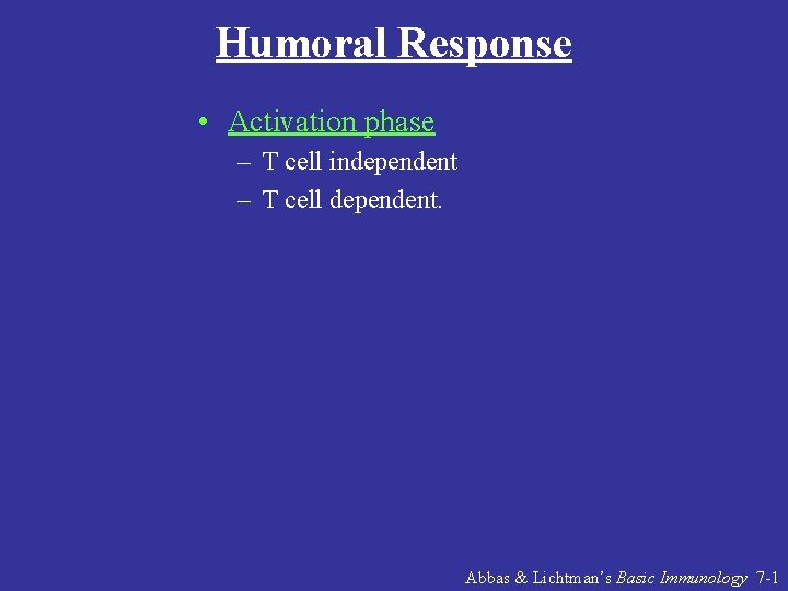 Humoral Response • Activation phase – T cell independent – T cell dependent. Abbas