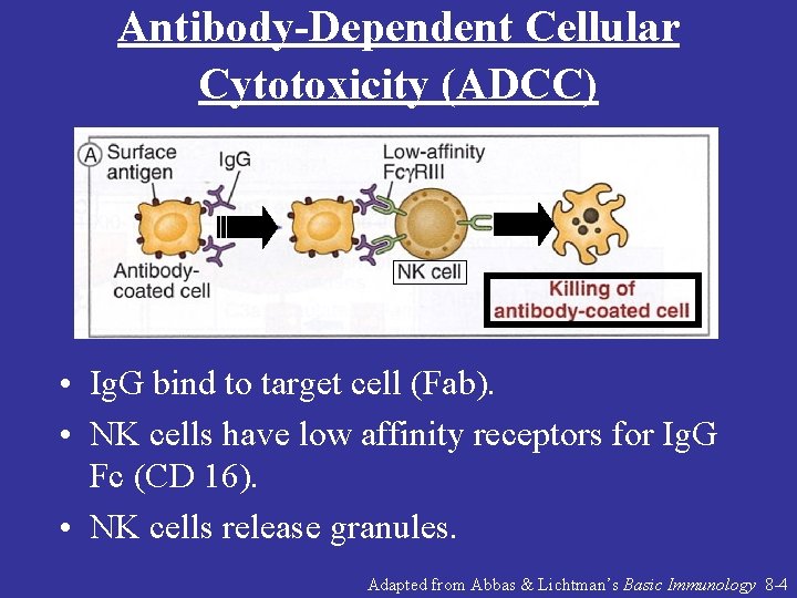 Antibody-Dependent Cellular Cytotoxicity (ADCC) • Ig. G bind to target cell (Fab). • NK