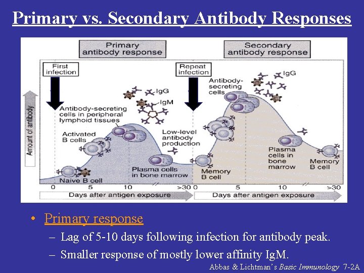 Primary vs. Secondary Antibody Responses • Primary response – Lag of 5 -10 days