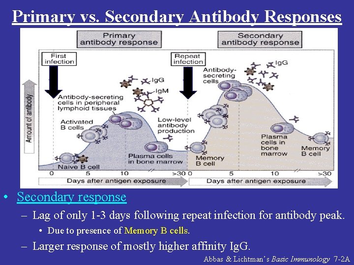 Primary vs. Secondary Antibody Responses • Secondary response – Lag of only 1 -3