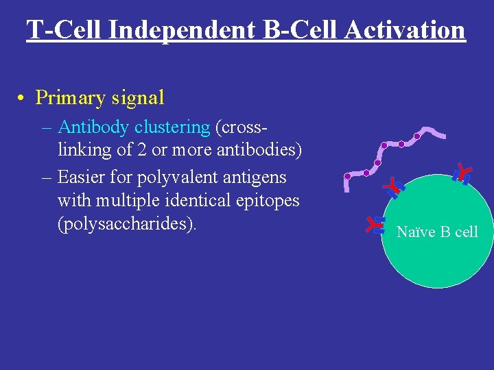 T-Cell Independent B-Cell Activation • Primary signal – Antibody clustering (crosslinking of 2 or