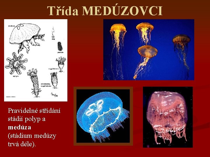 Třída MEDÚZOVCI Pravidelné střídání stádií polyp a medúza (stádium medúzy trvá déle). 