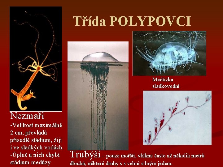 Třída POLYPOVCI Medúzka sladkovodní Nezmaři -Velikost maximálně 2 cm, převládá přisedlé stádium, žijí i