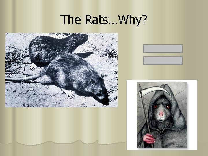 The Rats…Why? 